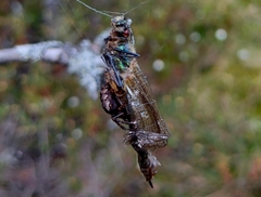 Cordulia aenea aenea