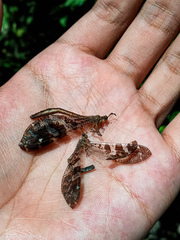 Millerleon subdolus