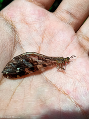 Millerleon subdolus