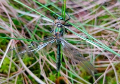 Cordulia aenea aenea