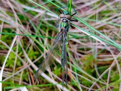 Cordulia aenea aenea