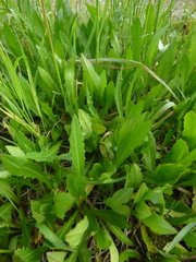 Leontodon hispidus hispidus