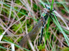 Cordulia aenea aenea