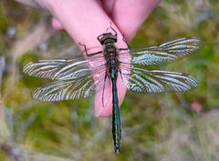 Cordulia aenea aenea