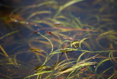 Enallagma dubium