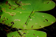 Enallagma dubium