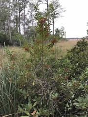 Ilex myrtifolia