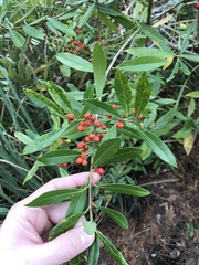 Ilex myrtifolia