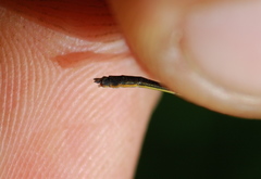 Enallagma dubium