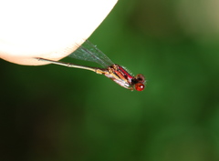 Enallagma dubium