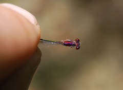 Enallagma dubium