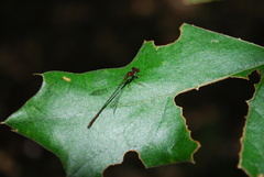 Enallagma dubium