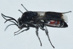 Pseudopompilus humboldti