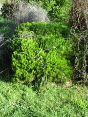 Veronica cupressoides