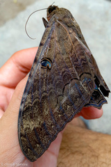 Ascalapha odorata