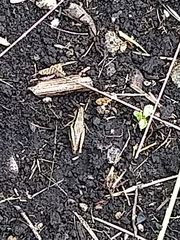 Bogotacris acuticauda