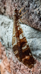 Millerleon subdolus