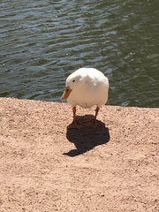 Anas platyrhynchos domesticus