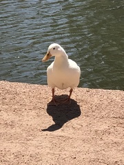 Anas platyrhynchos domesticus