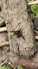 Bombylius pulchellus