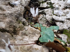 Cyclamen balearicum