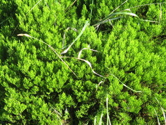 Veronica cupressoides