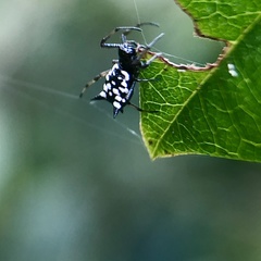 Micrathena saccata