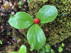 Vaccinium calycinum