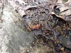 Helicorthomorpha