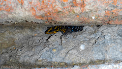 Gonatodes caudiscutatus