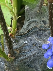 Malacosoma