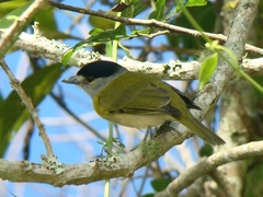 Pachyramphus viridis