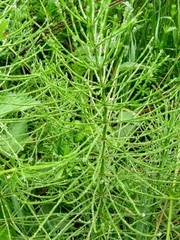 Equisetum arvense