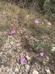 Agalinis edwardsiana