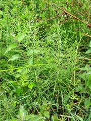 Equisetum arvense