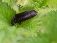 Athous haemorrhoidalis