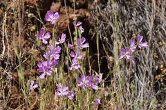 Clarkia biloba brandegeeae