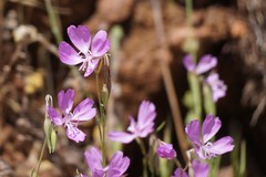 Clarkia biloba brandegeeae