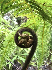 Cibotium glaucum