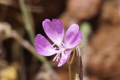 Clarkia biloba brandegeeae