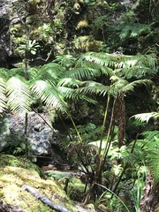 Cibotium glaucum