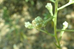 Clarkia biloba brandegeeae
