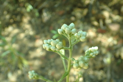 Clarkia biloba brandegeeae