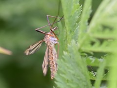 Tipula vernalis