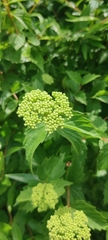 Viburnum scabrellum