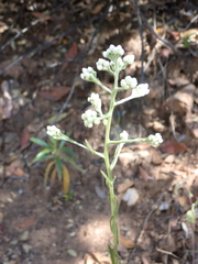 Clarkia biloba brandegeeae