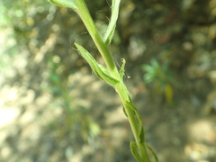 Clarkia biloba brandegeeae