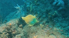 Acreichthys tomentosus