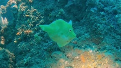 Acreichthys tomentosus