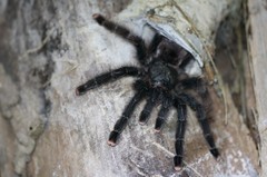 Avicularia avicularia